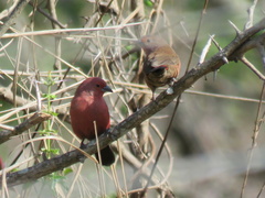 Lagonosticta rhodopareia