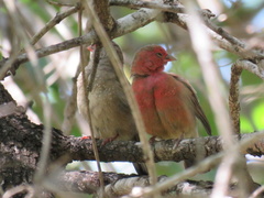 Lagonosticta senegala rendalli