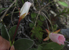 Epilobium vernicosum