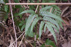 Arachniodes simplicior