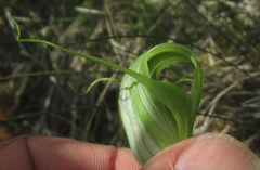 Pterostylis oliveri
