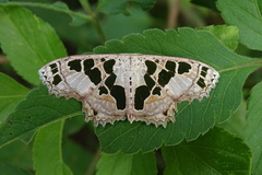 Scopula divisaria