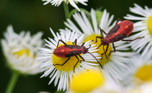 Boxelder bug