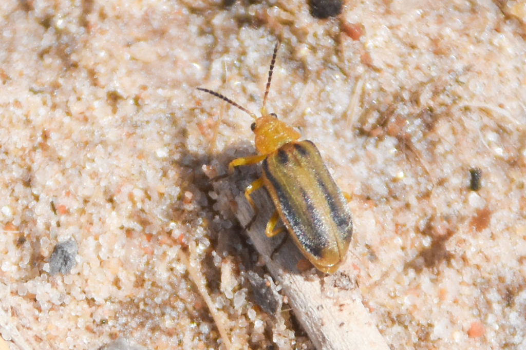 Beet Leaf Beetle