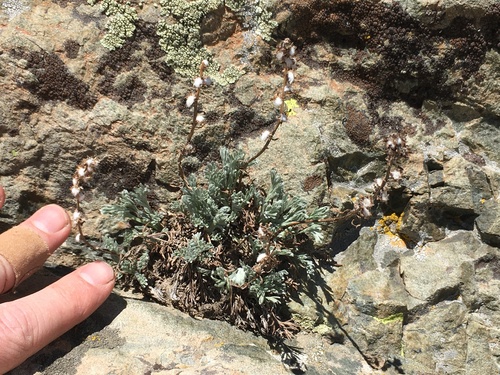 Image of Artemisia scopulorum by (c) Martin Purdy, some rights reserved (CC BY)