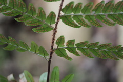 Dryopteridaceae