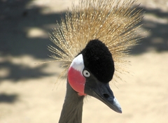 Balearica pavonina pavonina