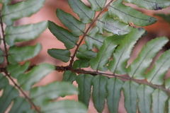 Dryopteridaceae