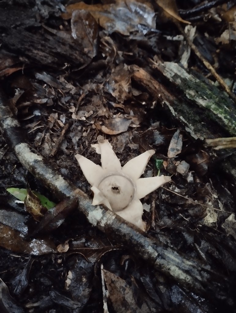 Geastrum fimbriatum · July 2023 · photo: © ornitoloca (iNaturalist, cc-by)