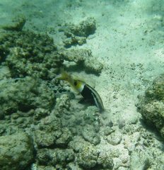 Parupeneus barberinoides