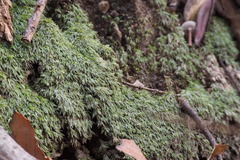 Leucobryum juniperoideum