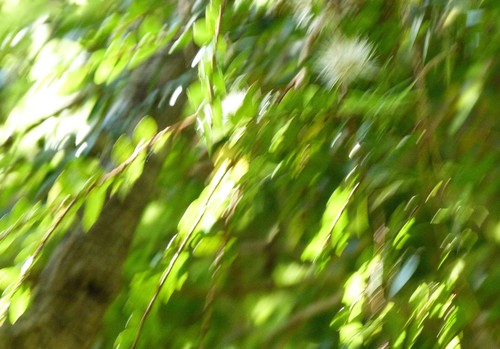 Metrosideros diffusa (Metrosideros diffusa)