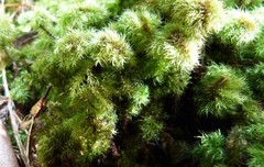 Mniodendron comosum