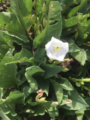 Ipomoea habeliana