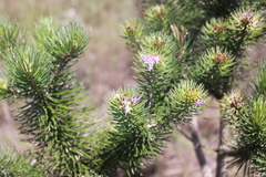 Lychnophora ericoides