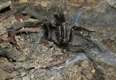 Harpactira chrysogaster