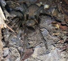 Harpactira chrysogaster