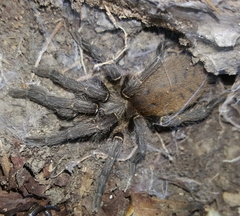 Harpactira chrysogaster