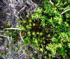 Bryum ruderale