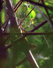Anolis richardii