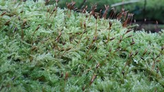 Pseudisothecium myosuroides