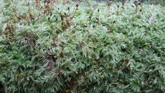 Pseudisothecium myosuroides