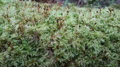 Pseudisothecium myosuroides