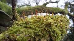 Hypnum cupressiforme cupressiforme