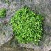 Bordered Screw-Moss - Photo (c) George Greiff, some rights reserved (CC BY), uploaded by George Greiff