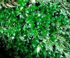 Ptychostomum donianum