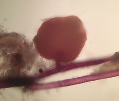 Bryum ruderale