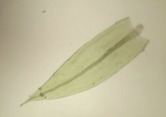 Bryum ruderale