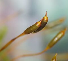 Hypnum cupressiforme cupressiforme