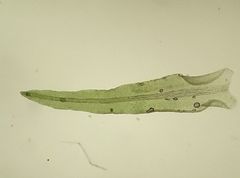 Didymodon sinuosus