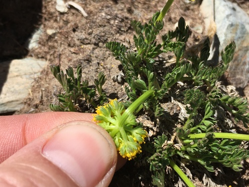 Image of Cymopterus bakeri by (c) Martin Purdy, some rights reserved (CC BY)