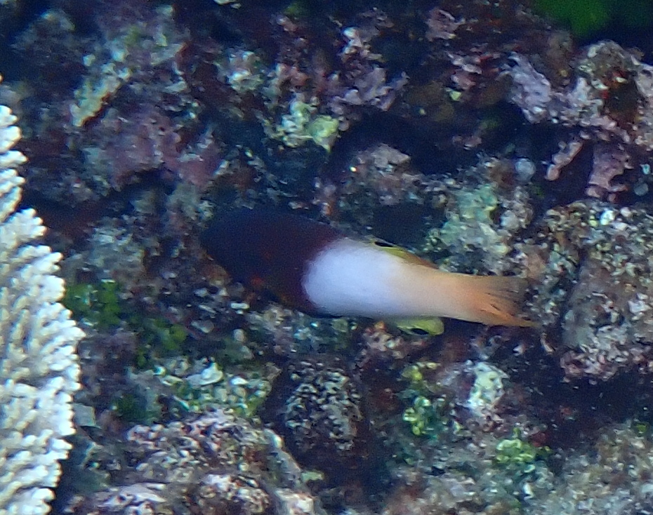 Axilspot hogfish