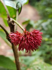Clerodendrum deflexum
