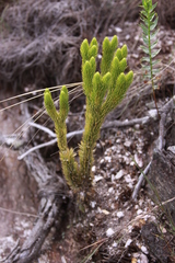 Phlegmariurus