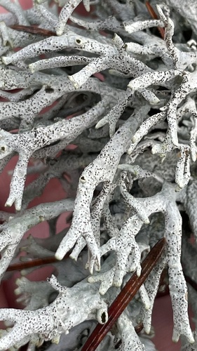 Pseudevernia intensa