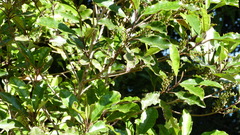 Quintinia