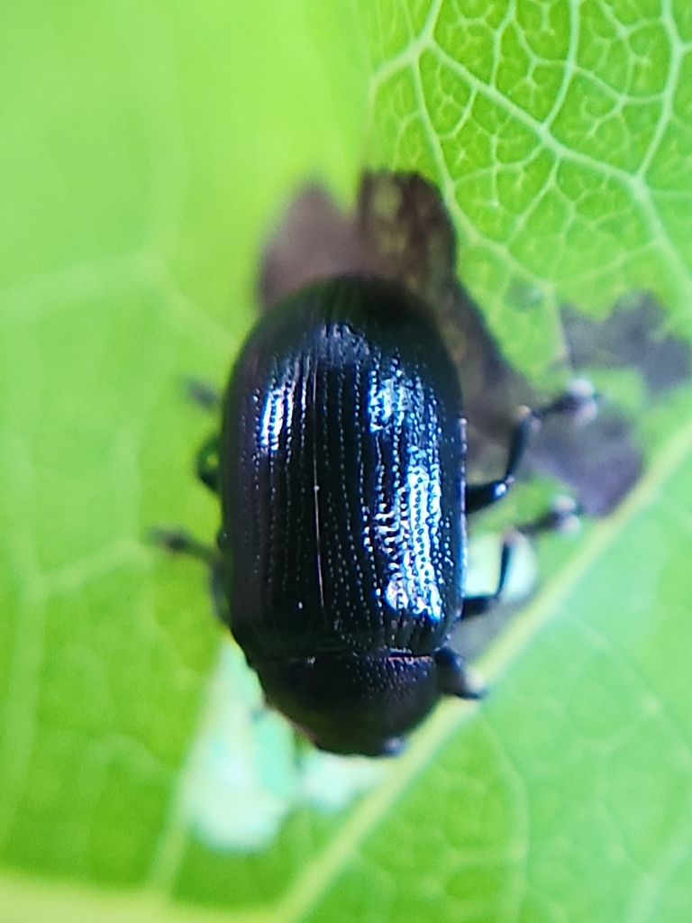 Phratora frosti