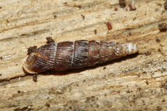 Clausilia