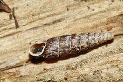 Clausilia