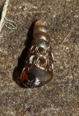 Clausilia