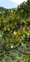 Trochodendron aralioides