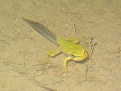Common Tree Frog photo 5