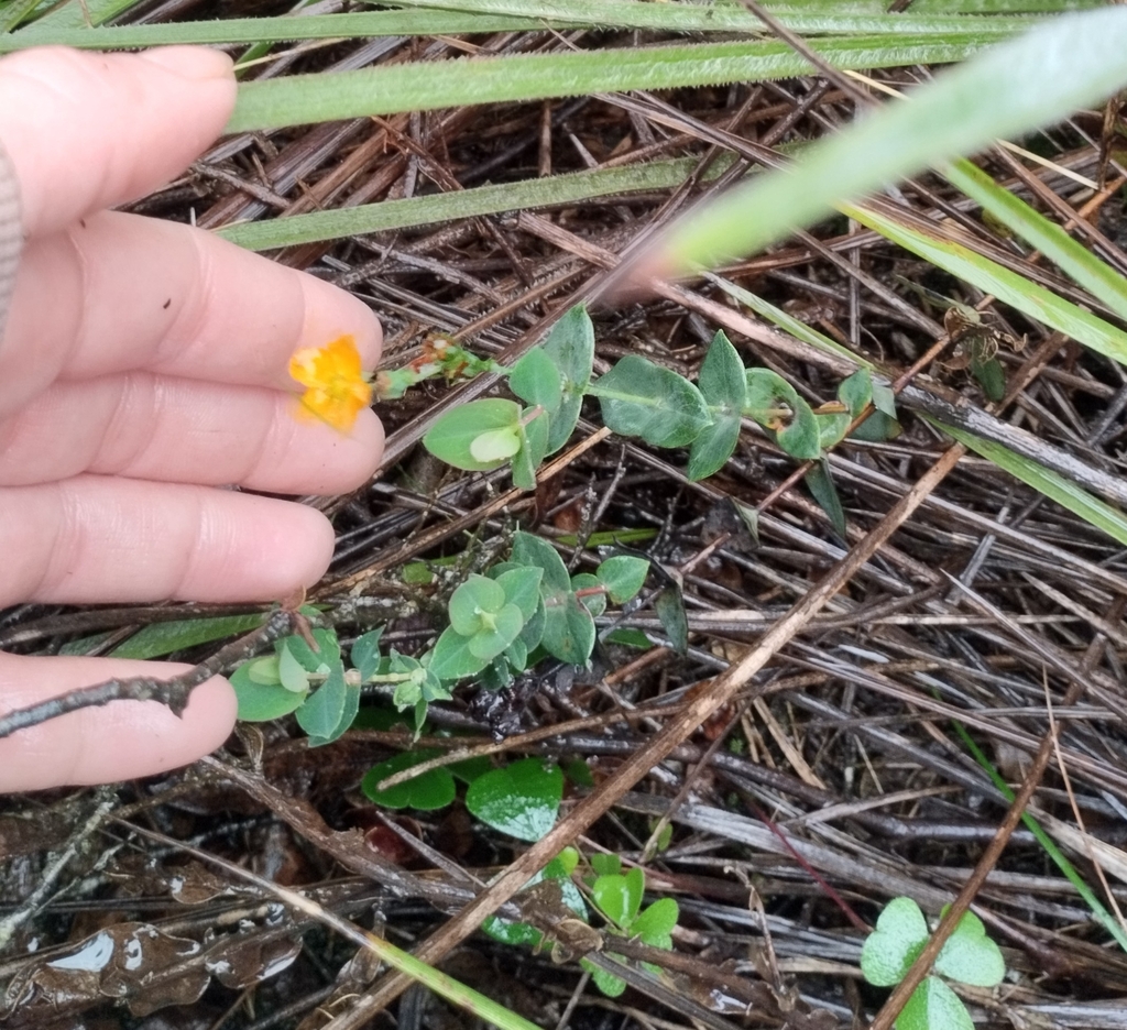 Hypericum connatum (Hypericum connatum)