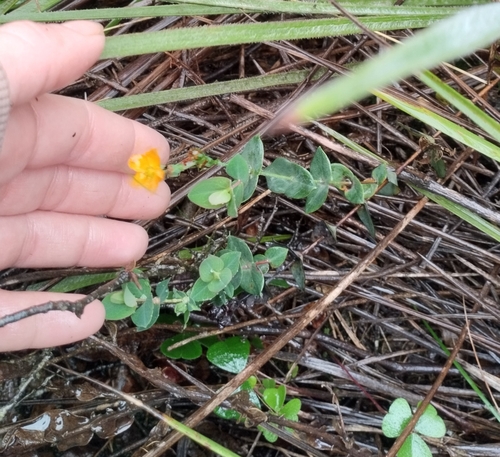 Hypericum connatum (Hypericum connatum)