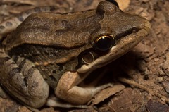 Leptodactylus insularum