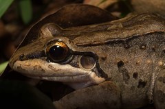 Leptodactylus insularum